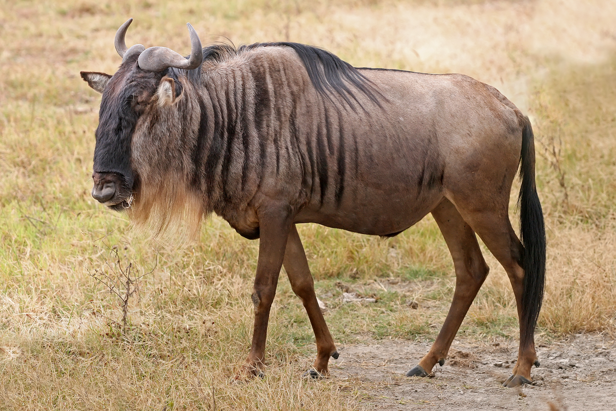 The Wildebeest: Architects of the African Savanna