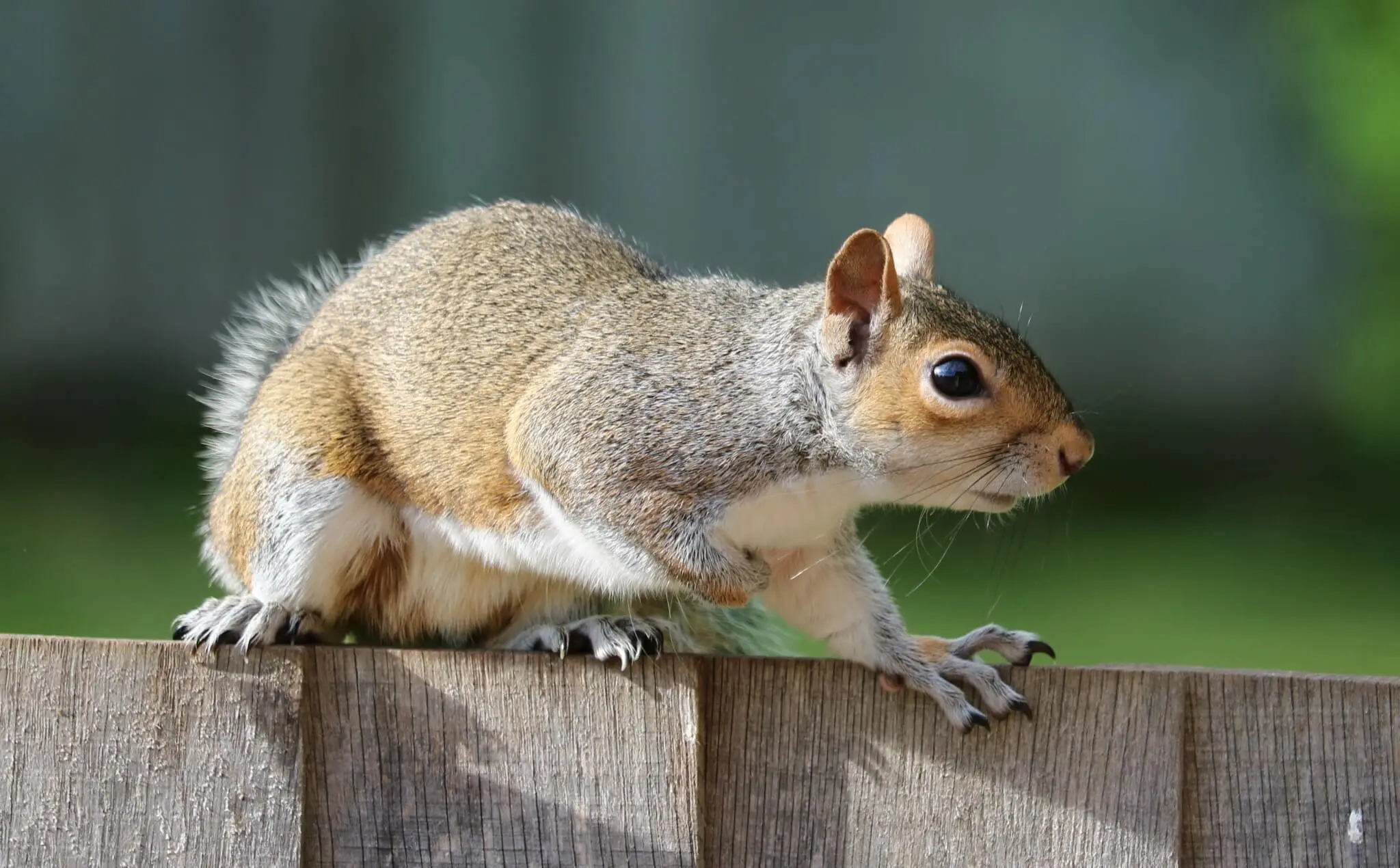 Squirrel: Nature’s Acrobats – Squirrel Species